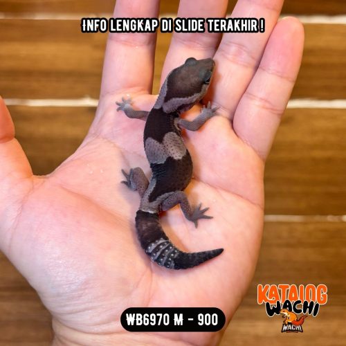 92 WB6970 M | Gecko Kontet OREO 🤯