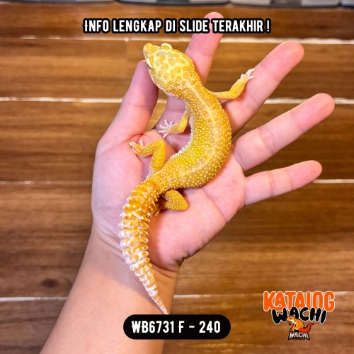 WB6731 F