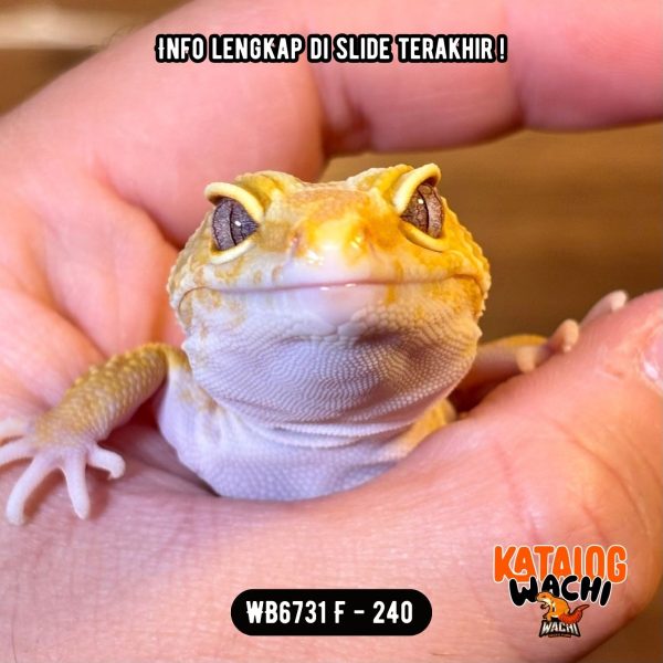 WB6731 F