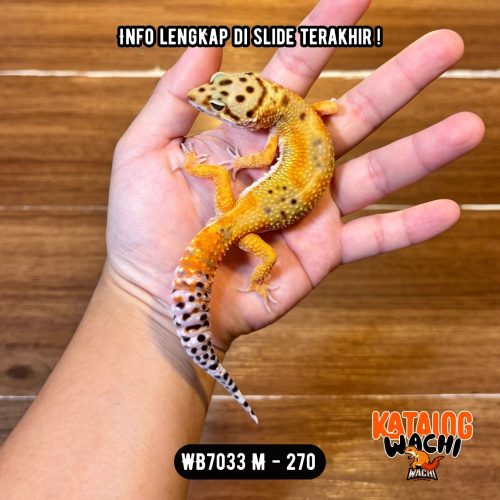 98 WB7033 M | Warna Ciamik ❤️🧡💚