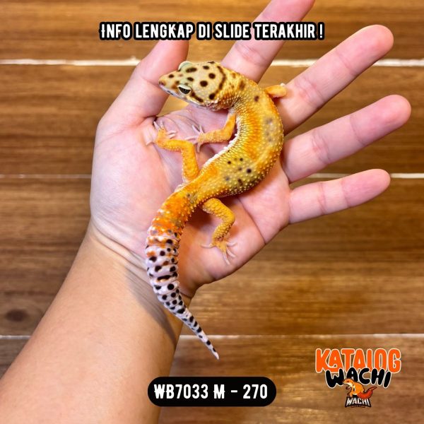 WB7033 M | Warna Ciamik ❤️🧡💚