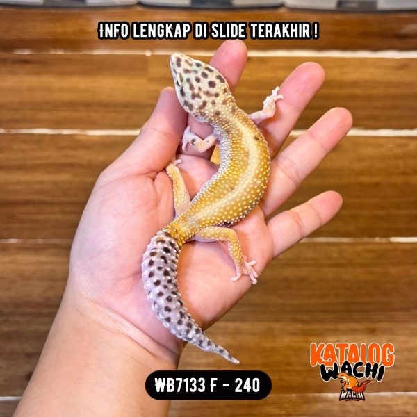 WB7133 F | Ovulasi, Siap Kawin 👌🏻