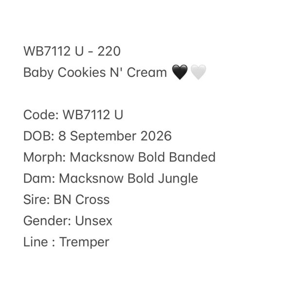WB7112 U | Baby Cookies N' Cream 🖤🤍